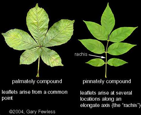 Palmately Compound Leaf Trees