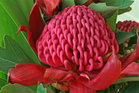 Waratah Floral Emblem Of New South Wales This Shot Of The Flickr