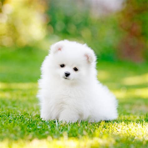 Pomeranian Puppy Pet iPad Wallpaper - HD iPad Wallpapers 4k iPad ...