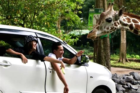 Taman Safari Prigen Jawa Timur Cek Harga Tiket Wahana Fasilitas