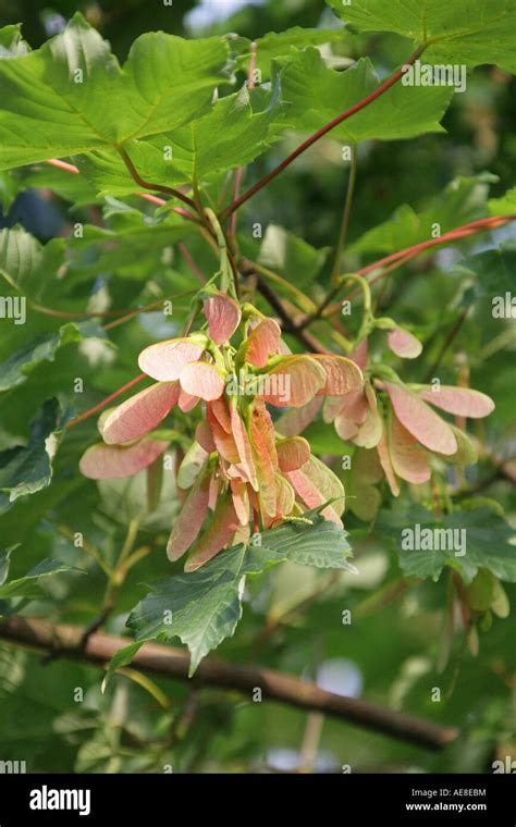 Fruto Del Sicomoro Fotograf As E Im Genes De Alta Resoluci N Alamy