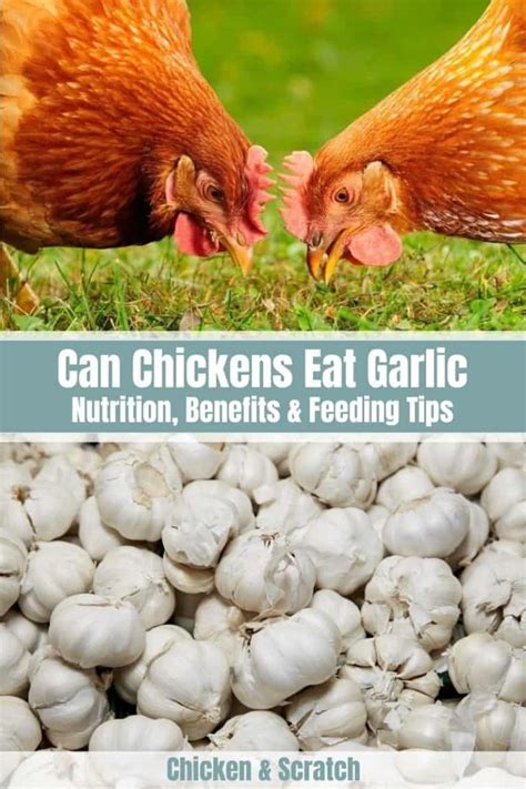 Can Chickens Eat Garlic Nutrition Benefits And Feeding Tips