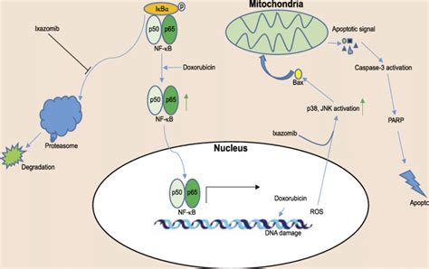 The Working Model For Proteasome Inhibitor Ixazomib In Dox Induced Nb Download Scientific