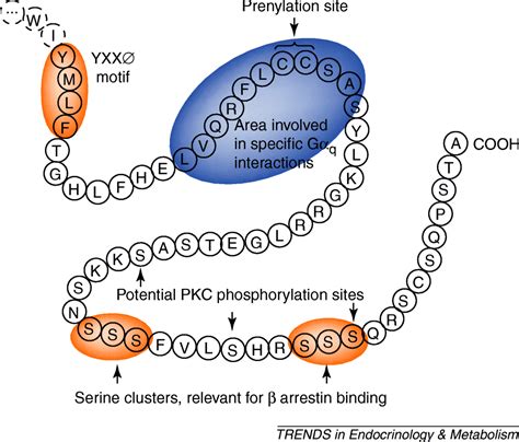 The Oxytocin Receptor Trends In Endocrinology Metabolism