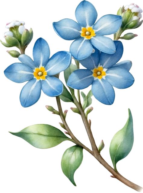 Ai Generated Watercolor Paintings Of Wood Forget Me Not Flowers Ai Generated 34904033 Png