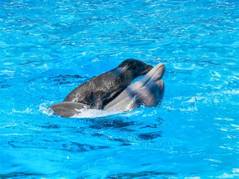 8 Reasons to Watch the Dolphin Show in Dubai | A Go-To Guide