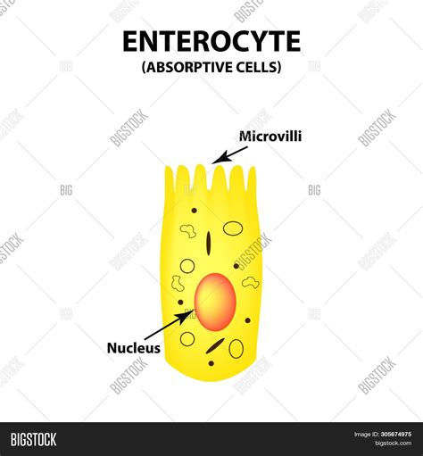 Structure Enterocyte. Image & Photo (Free Trial) | Bigstock