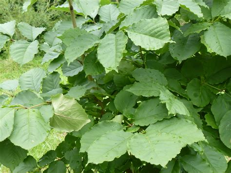 Fraxinus chinensis subsp. rhynchophylla (Hance) E. Murray … | Flickr