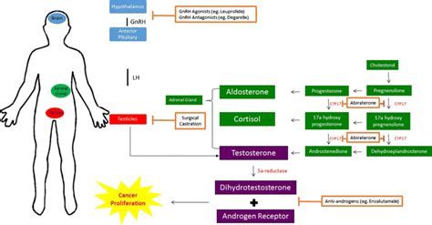 Endocrine Axis Of Androgen Production And The Associated Targets Of