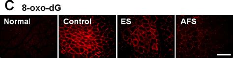 8 oxo dG Antibody 50 uL R D Systems 优宁维 univ 商城