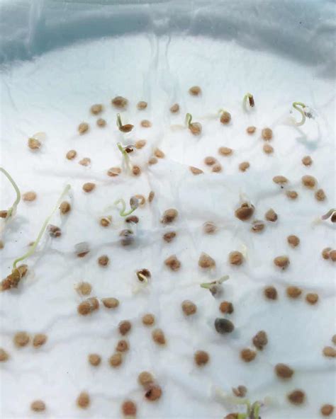 How To Germinate Seeds In A Paper Towel The Indoor Gardens