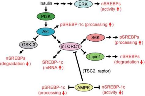 New Insights Into The Activation Of Sterol Regulatory Element Binding