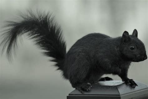 Black Squirrel - Pennsylvania Photograph by Joe Walmsley - Fine Art America