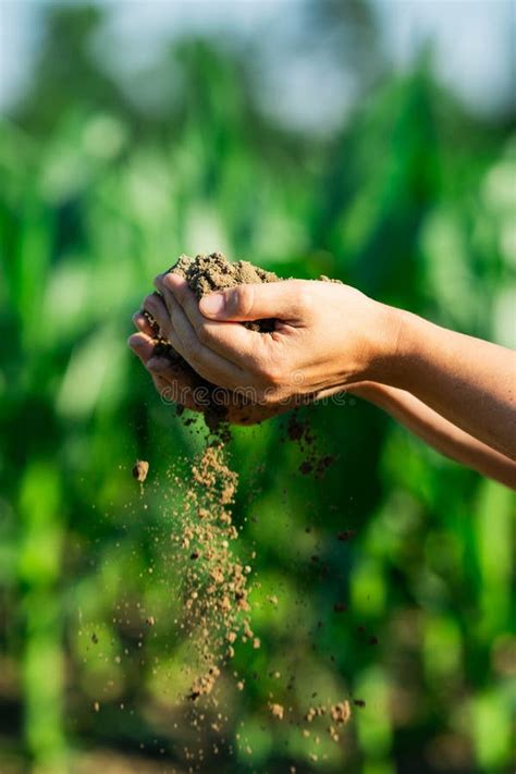 Soil In The Hands Of The Farmer Agriculture Close Up Of Farmers Hands