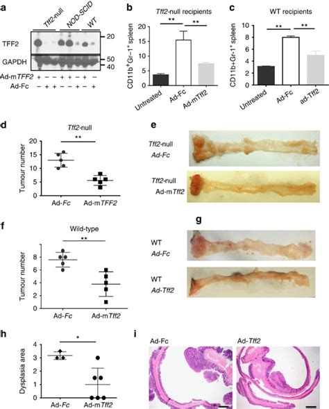 Neural Innervation Stimulates Splenic Tff2 To Arrest Myeloid Cell