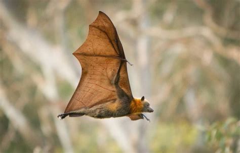 Are Bats Mammals The Science Behind The Wings