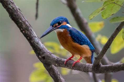 National Bird Watching Month in Sri Lanka 2024-2025 - Rove.me