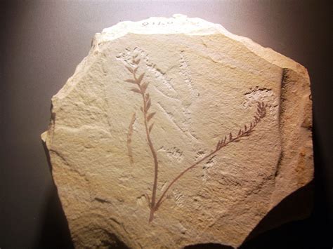 Archaefructus Liaoningensis One Of The Earliest Known Flowering Plants