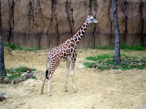 Hd Zoo Animal — Catalog-obuvi.ru