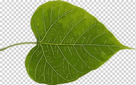 Bodhi Leaf Bodhi Day Bodhi Planta Flor Verde Árbol Anthurium png