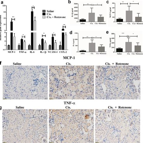 Rotenone Treatment Attenuated Mitochondrial Dysfunction And Oxidative