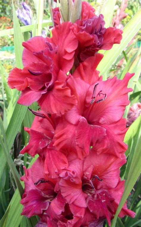 Grades Of Gladioli Rating Of The Best Varieties For Cutting