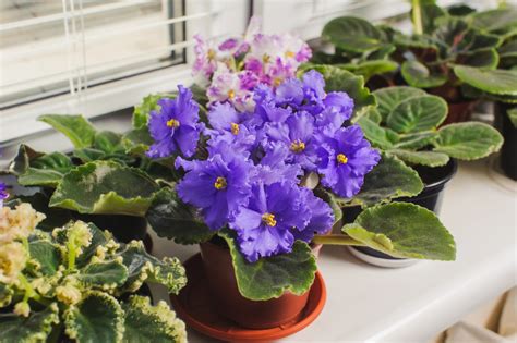 How Often Do African Violets Bloom? - Garden.eco