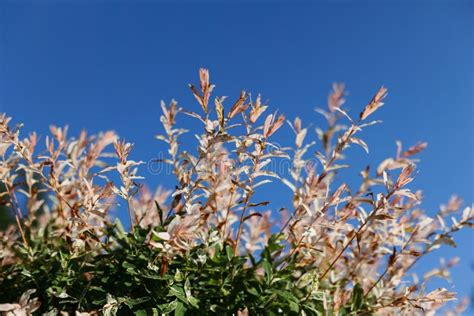 Closeup Of Flamingo Dappled Willow In Landshaft Design Stock Photo