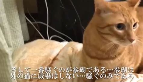 ボス顔猫、襲来。窓ガラス越しに家猫たちと対面すると、お尻を嗅がれてしまうカオス展開に ニコニコニュース