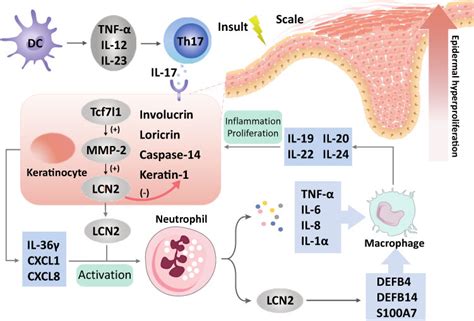 The Effect Of Lipocalin On Skin Infiltrating Cells And Cytokines In