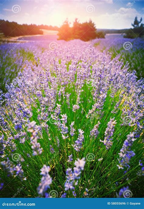 Purple Lavender In Dusk Stock Photo Image Of Lavender 58055696