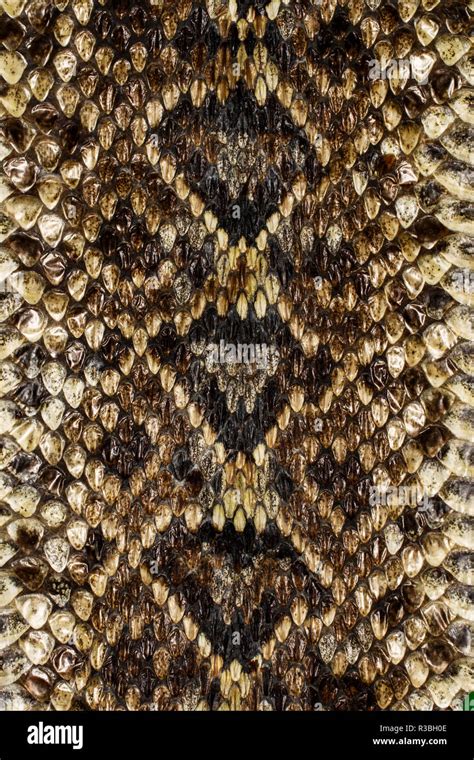 Rattlesnake skin pattern hi-res stock photography and images - Alamy