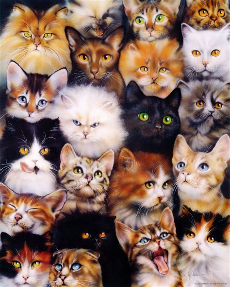 Cat Collage By Danmcmanis On Deviantart All Cat Breeds Cute Cat Breeds