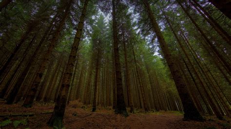 Wallpaper Sunlight Trees Nature Branch Green Spruce Wilderness