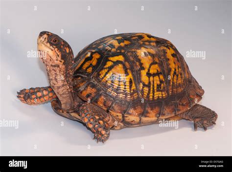 Eastern Box Turtle Terrapene Carolina Carolina Stock Photo Alamy