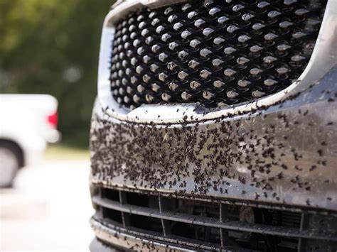 How To Remove Bugs From A Car A Definitive Guide 2021