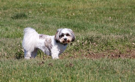 Shih Tzu Dog Free Stock Photo Public Domain Pictures