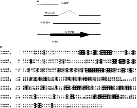 Cloning Of A Human Homolog Of Ogg1 A Schematic Representation Of The