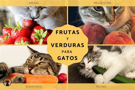 Alimentos Saludables Para Gatos Frutas Y Verduras Recomendadas