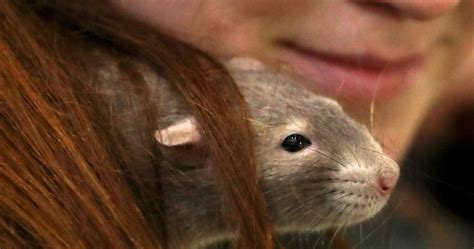 Woman catches ‘rat-bite fever’ from pet rat, develops serious rash ...