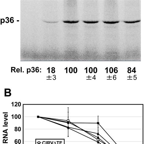 General Structure Of The Tbsv Genome And The Di Replicon A