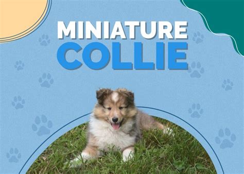 Miniature Collie Dog Breed: Info, Pictures, Facts & Traits | Hepper