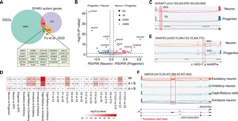 Single Cell Long Read Sequencing In Human Cerebral Organoids Uncovers Cell Type Specific And