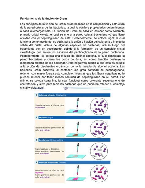 Fundamento de la tinción de Gram Fundamento de la tinción de Gram Los