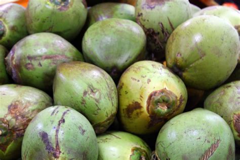 Fresh Green Coconut Saraga International Grocery