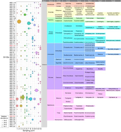 Relative Abundance And Assigned Taxonomy Of The Major SVs 18S RRNA