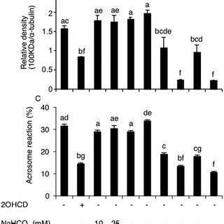 Pka Substrate Protein Phosphorylation And Ar In Sperm Treated With