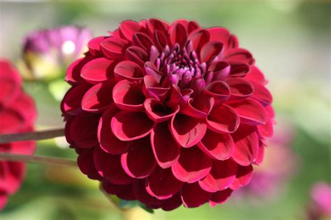 Dahlia Gipsy Night Pompon Dahlie Gräfin Von Zeppelin