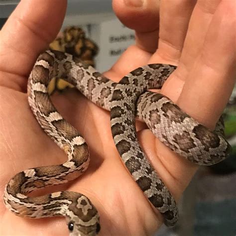 Corn Snakes And Kenyan Sand Boa In Stock Plus The Perfect Terrarium