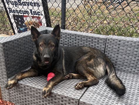 pound puppies animal rescue 3